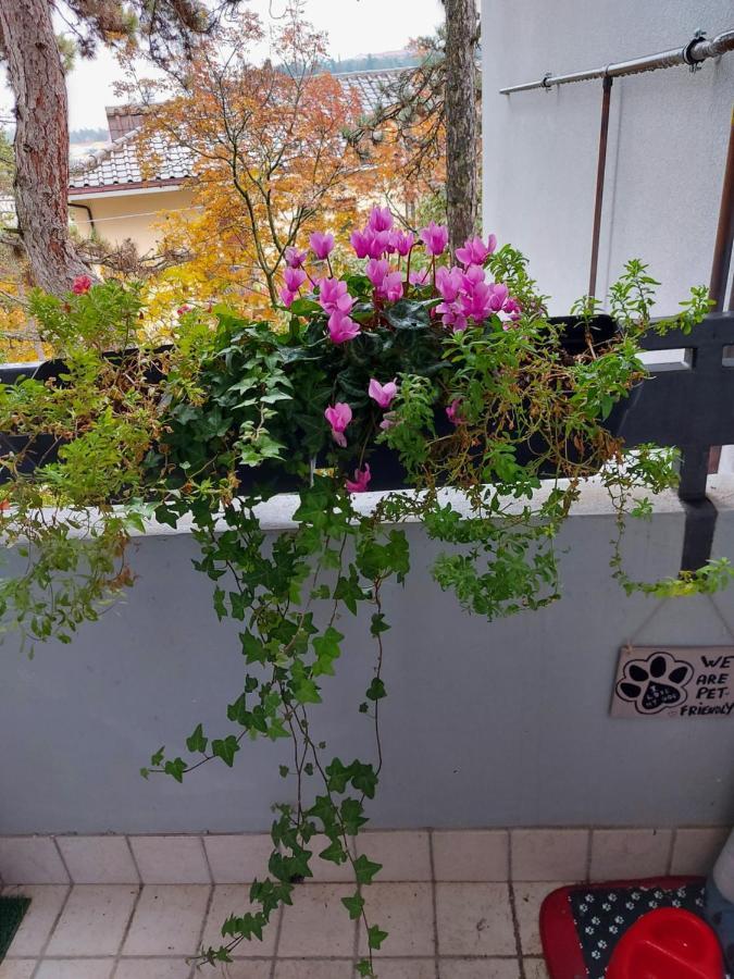 La Pineta - Delightful Small Apartment Near The City Center LʼAquila Zewnętrze zdjęcie